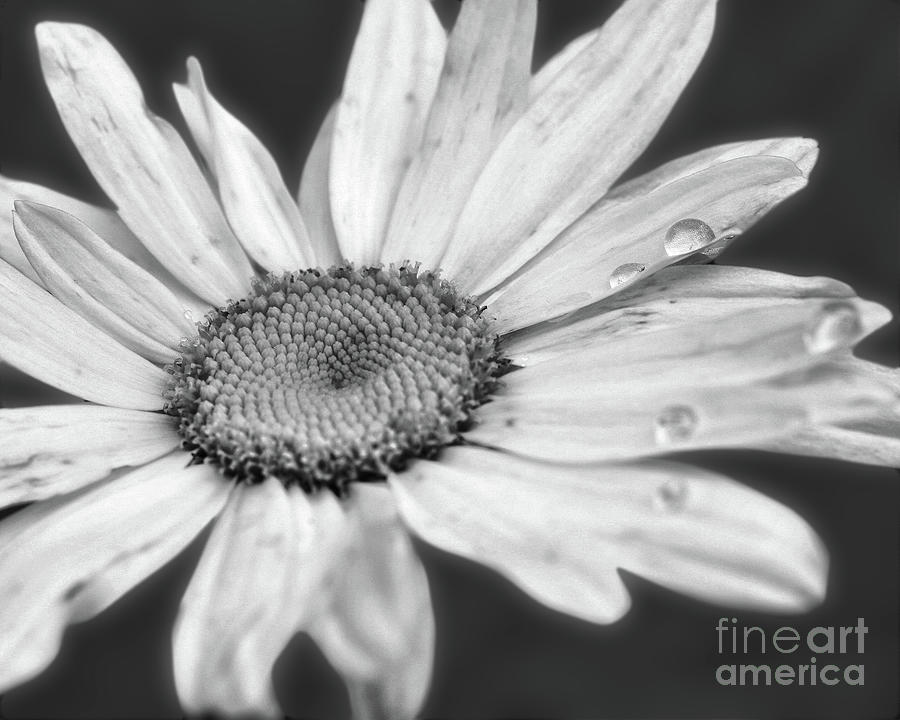 Daisy With Raindrops In Black And White Photograph by Smilin Eyes Treasures