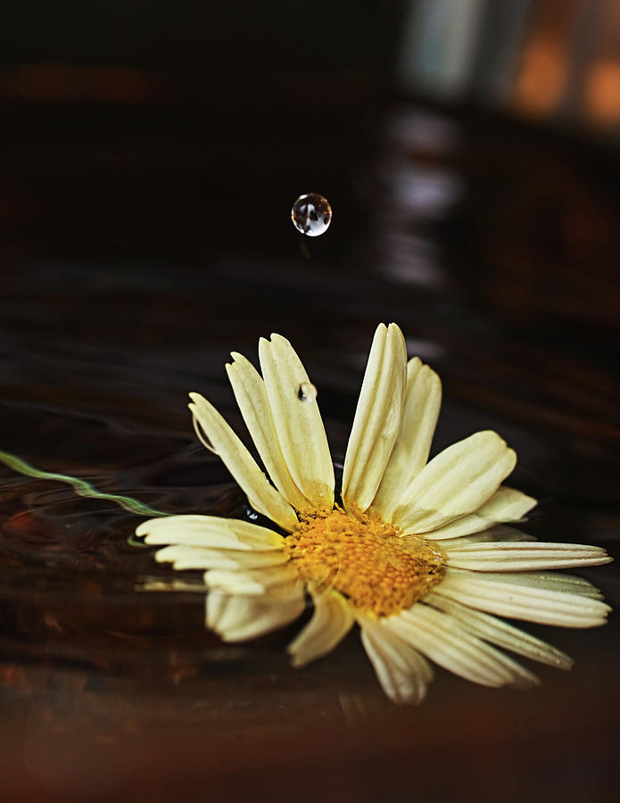 Daisy with Water Droplet Photograph by Jim DeLillo