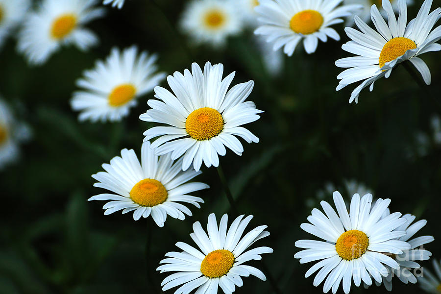 Daisys Photograph by Edward Sobuta - Fine Art America