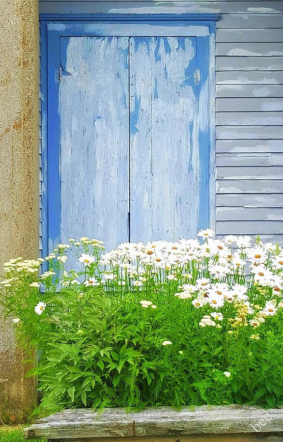 Daisys on blue Photograph by Bruce Carpenter