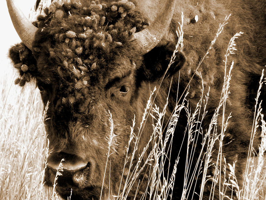 Dakota Buffalo Photograph by Cris Fulton