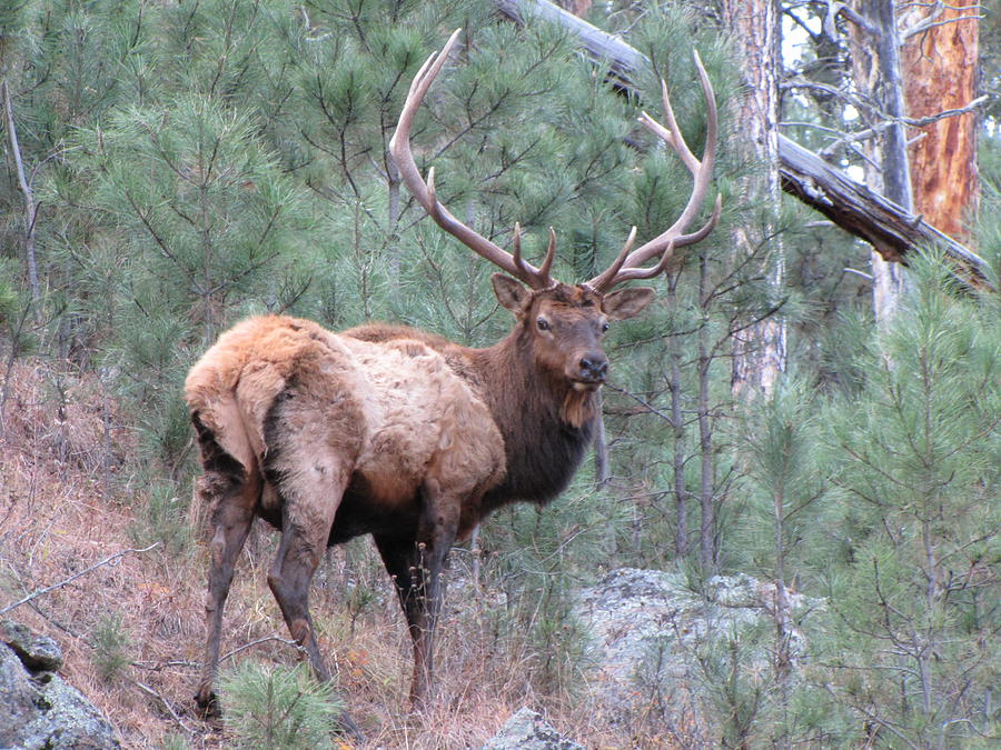 Dakota Elk. Six Point Bull Photograph by Marion Muhm - Fine Art America