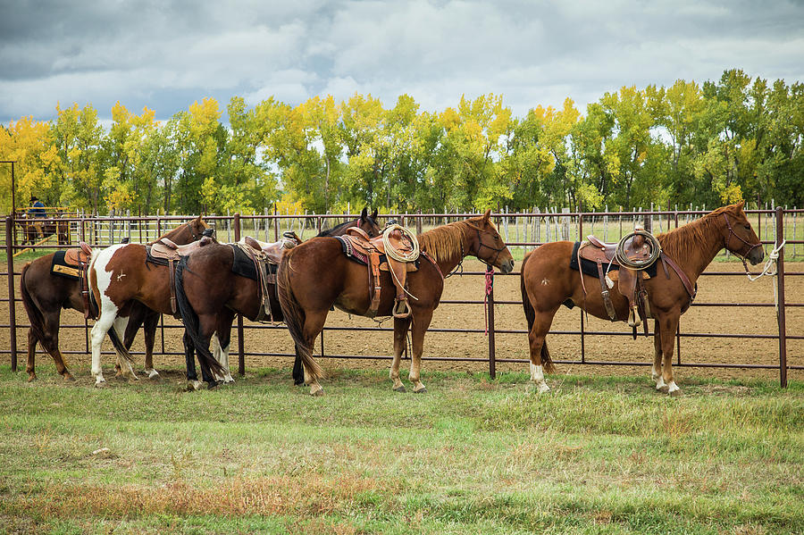 Dakota Fall Horses Photograph by Steven Bateson
