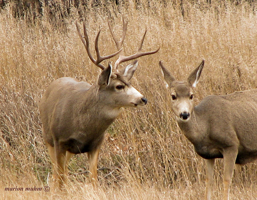 Dakota mule Deer Buck And Doe Photograph By Marion Muhm