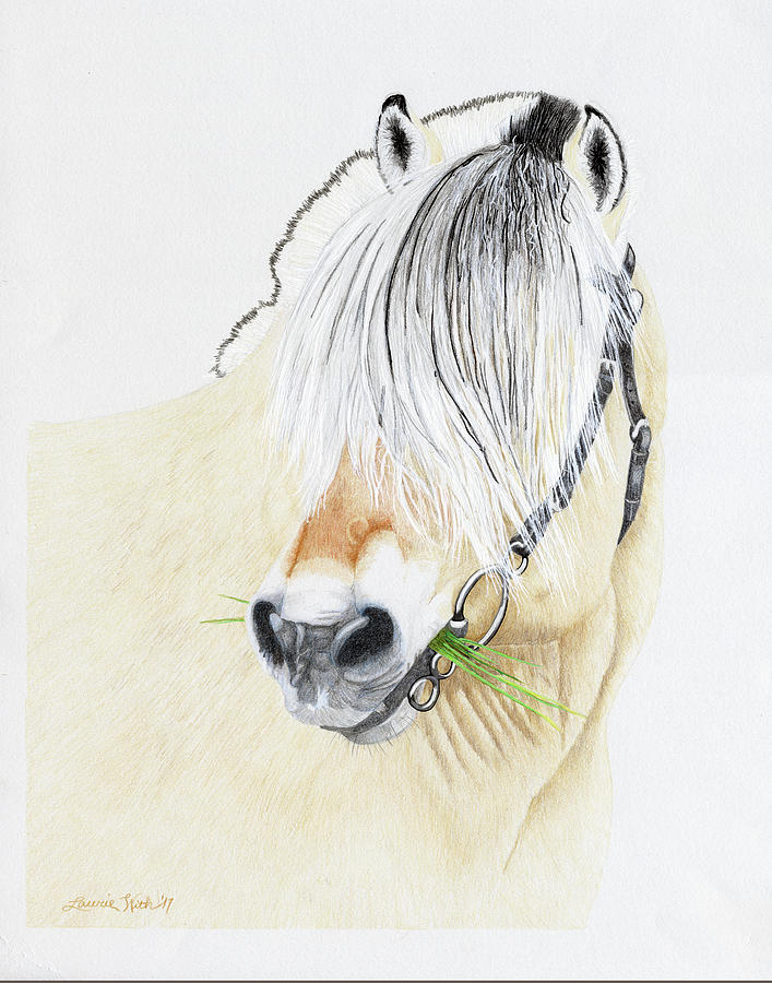 Horse Drawing - DalarGutt, Norwegian Fjord stallion by Laurie With