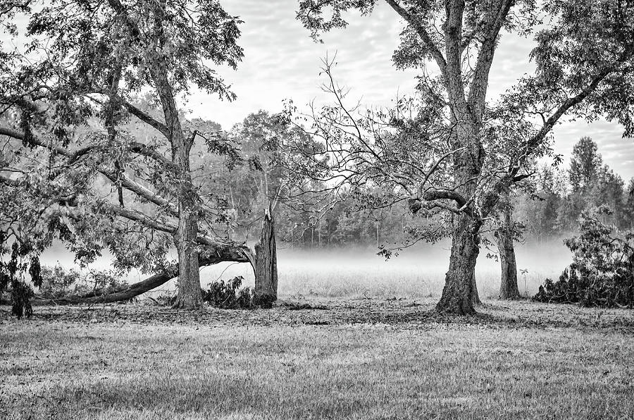 Dale - Foggy Morning Photograph