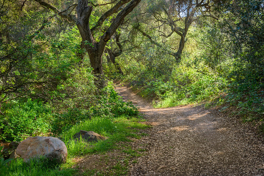 Daley Ranch - Trail through oak hollow Photograph by Alexander Kunz