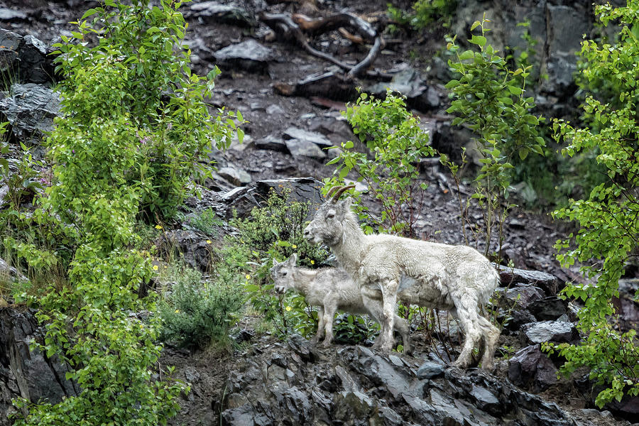 Dall Sheep Above Seward Highway, No. 2 Photograph by Belinda Greb