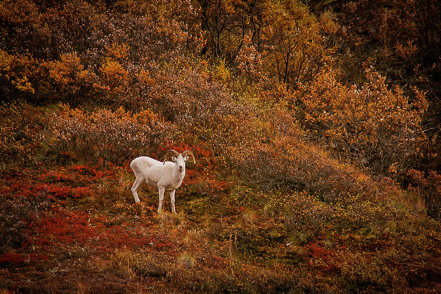 Dall Sheep Denali National Park Photograph by Benjamin Dahl