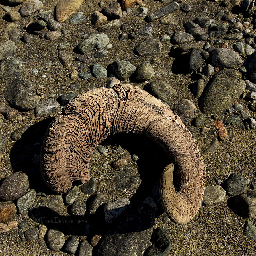 Dall Sheep Horn Photograph by Fred Denner