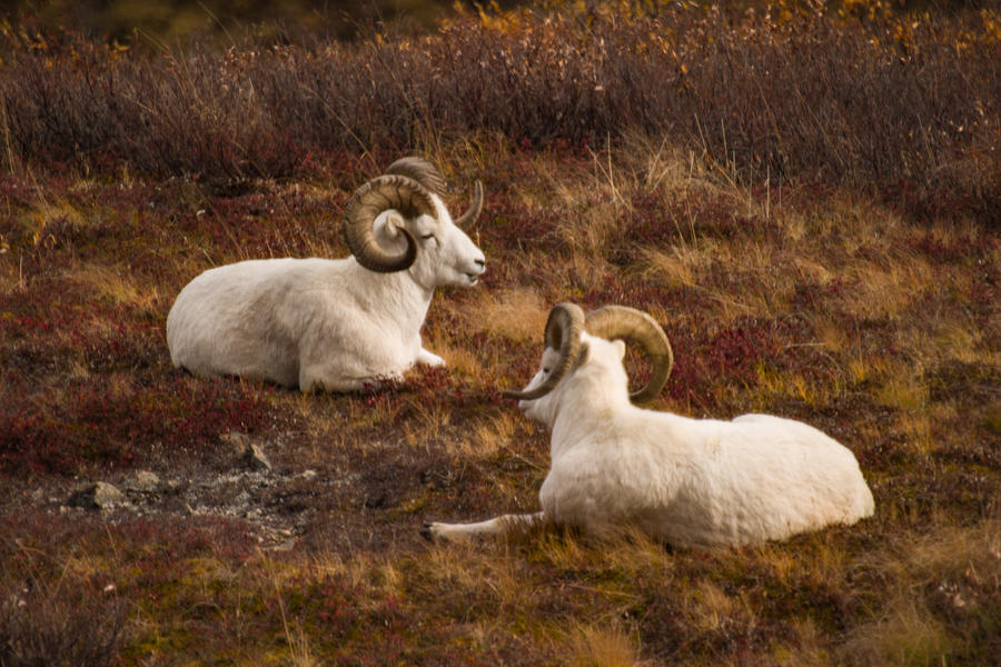 Dall sheep in Denali Photograph by Jeff Folger