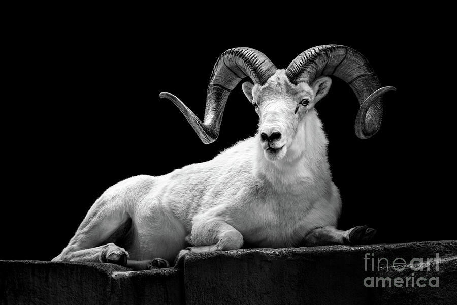 Dall Sheep Photograph by Jarrod Erbe