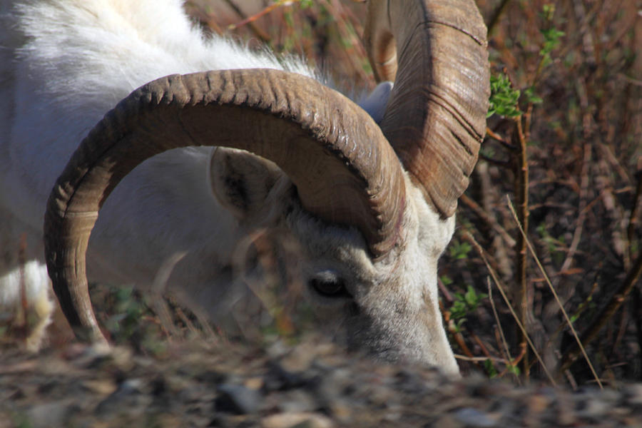 Denali National Park Photograph - Dall Sheep Ram  by Michelle Knauber