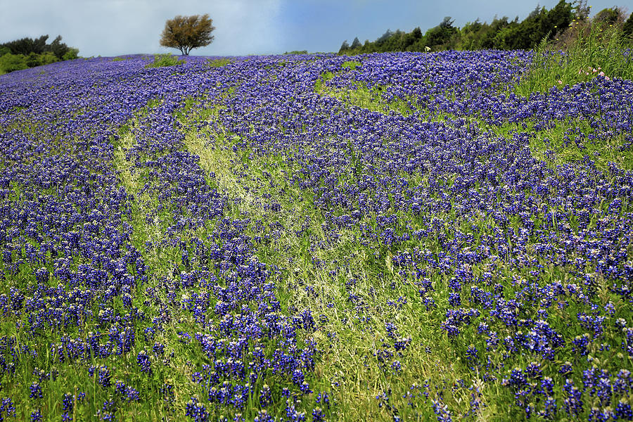 Dallas Bluebonnets Photograph by Donna Kennedy
