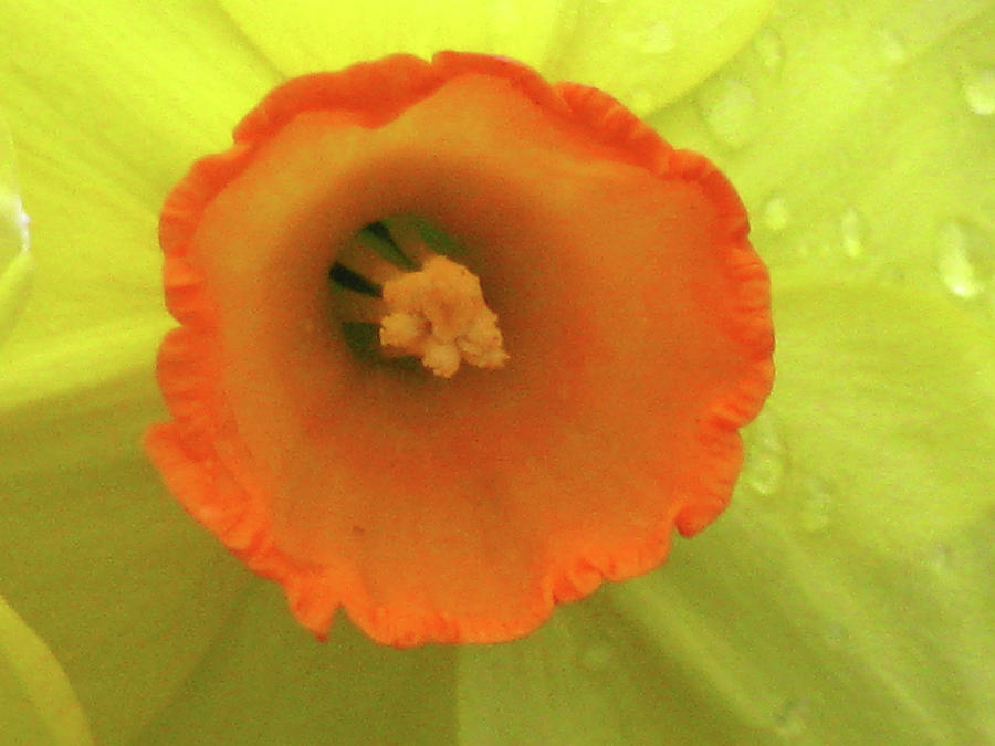 Dallas Daffodils 02 Photograph by Pamela Critchlow