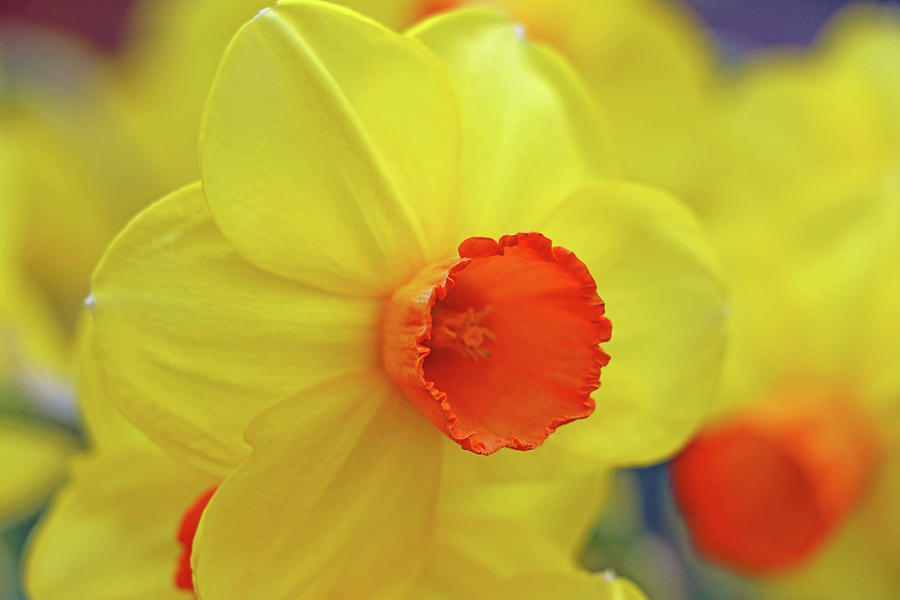 Dallas Daffodils 03 Photograph by Pamela Critchlow