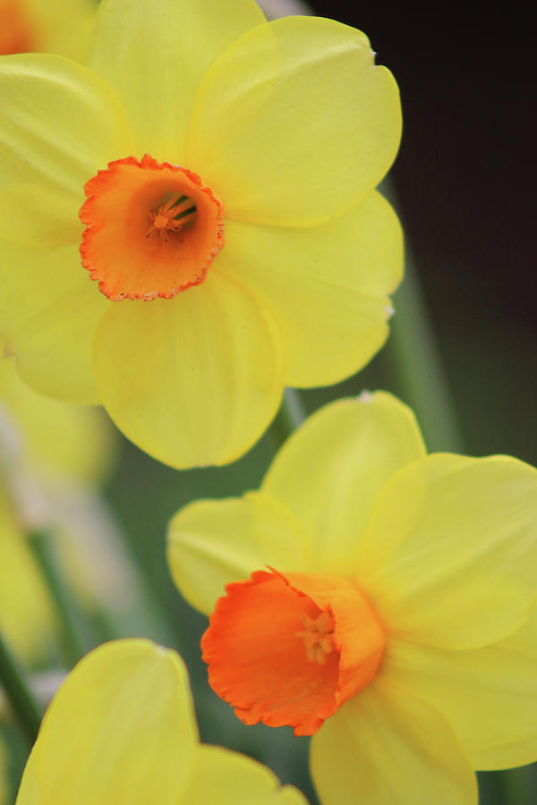 Dallas Daffodils 05 Photograph by Pamela Critchlow