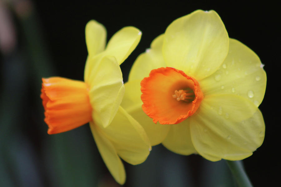 Dallas Daffodils 07 Photograph by Pamela Critchlow