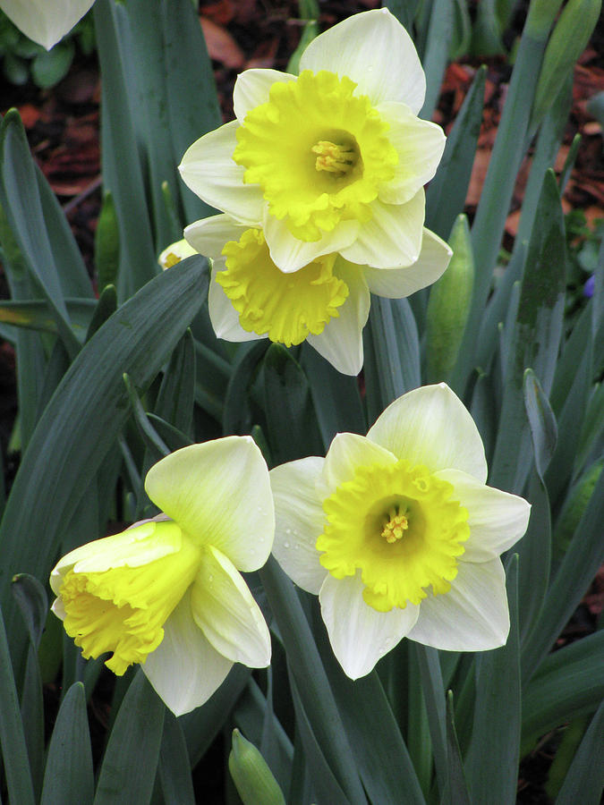 Dallas Daffodils 08 Photograph by Pamela Critchlow