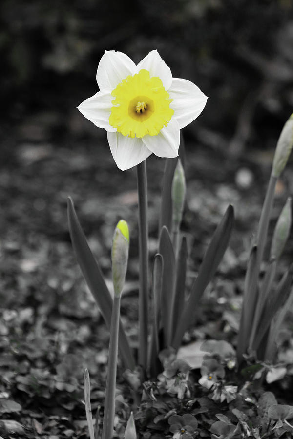 Dallas Daffodils 13 Photograph by Pamela Critchlow