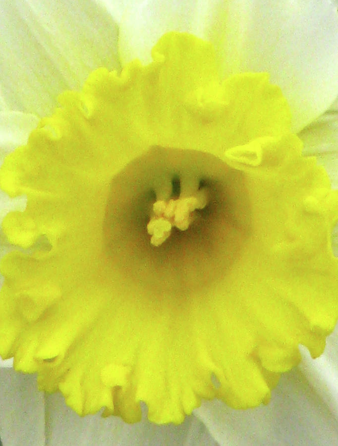Dallas Daffodils 14 Photograph by Pamela Critchlow