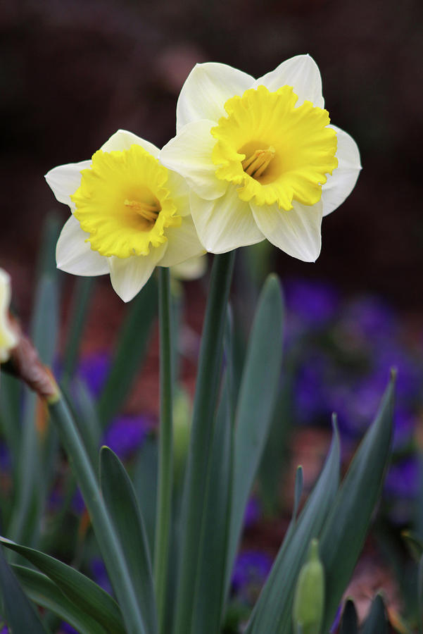 Dallas Daffodils 15 Photograph by Pamela Critchlow
