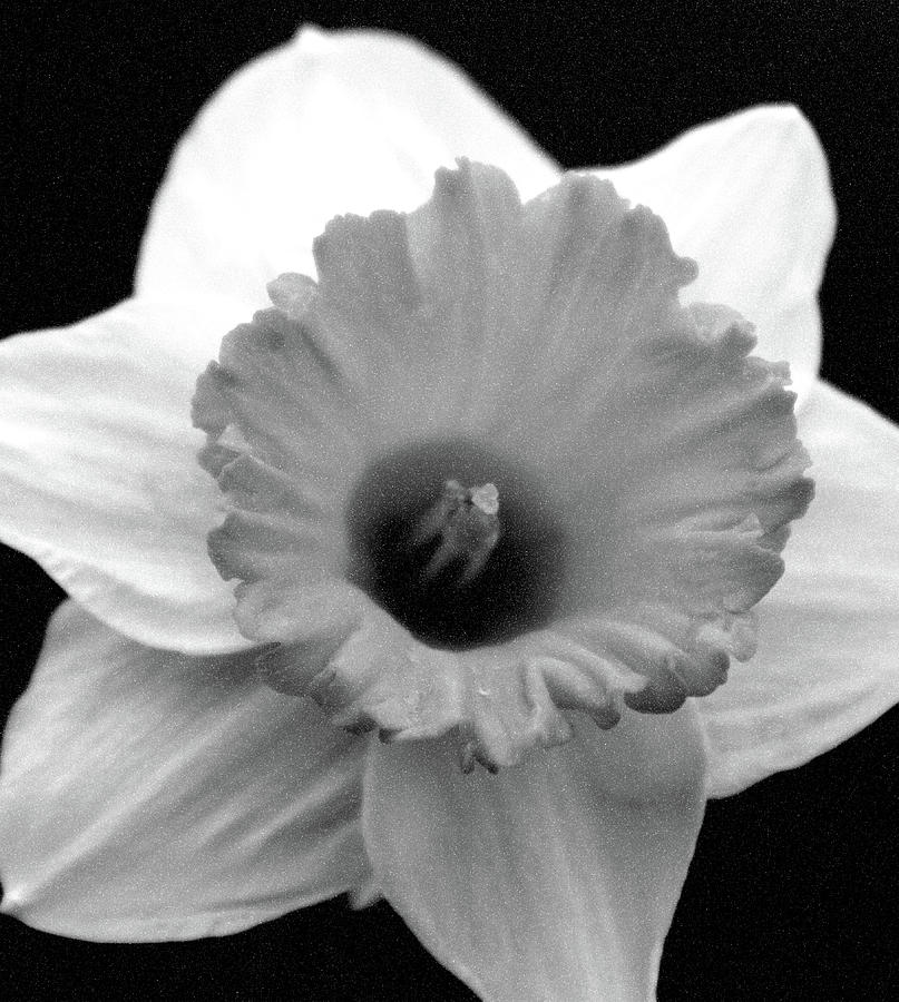 Dallas Daffodils 17 Photograph by Pamela Critchlow