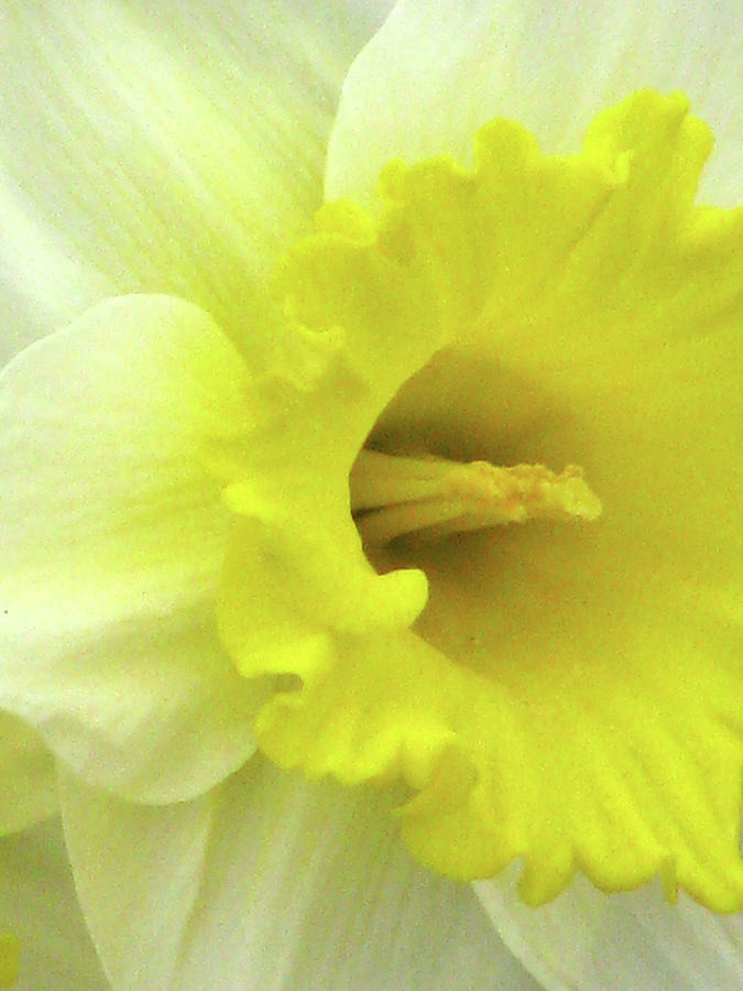 Dallas Daffodils 18 Photograph by Pamela Critchlow