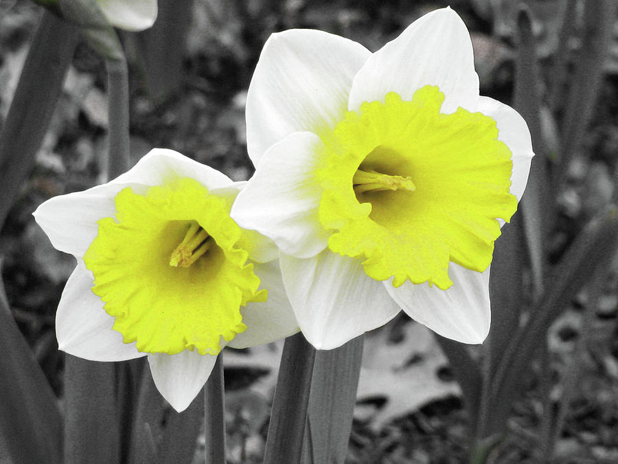 Dallas Daffodils 19 Photograph by Pamela Critchlow
