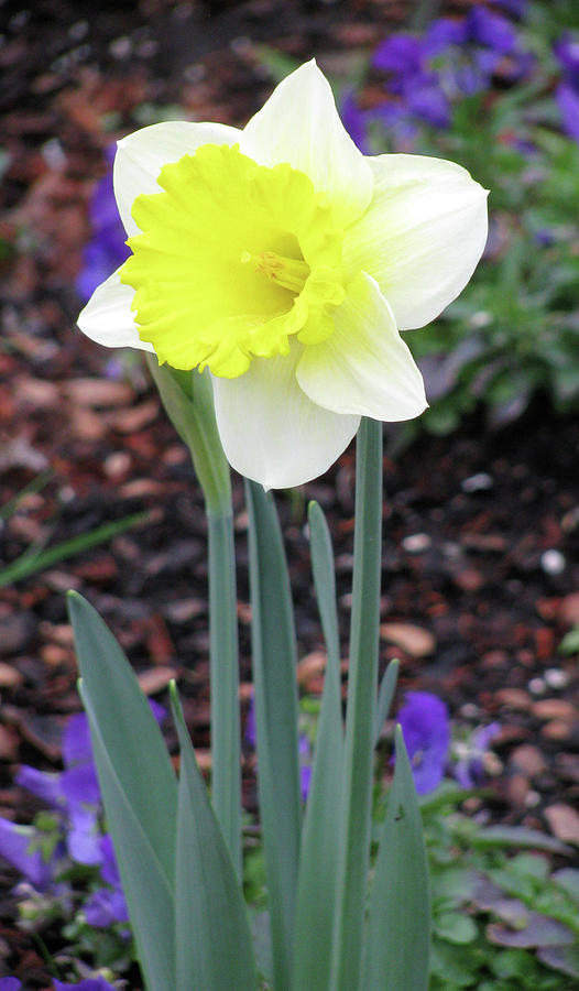 Dallas Daffodils 20 Photograph by Pamela Critchlow