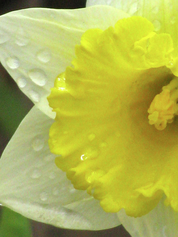 Dallas Daffodils 22 Photograph by Pamela Critchlow