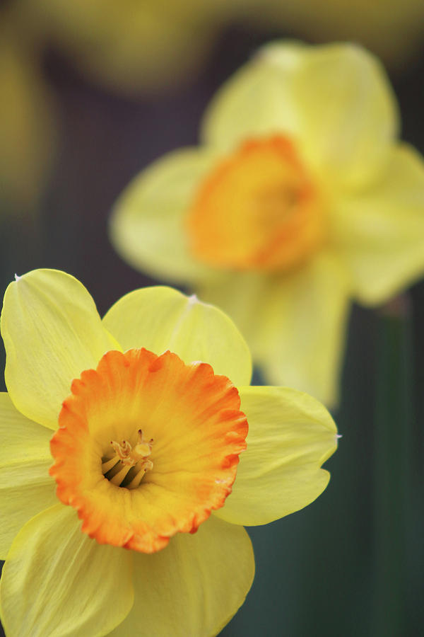 Dallas Daffodils 23 Photograph by Pamela Critchlow
