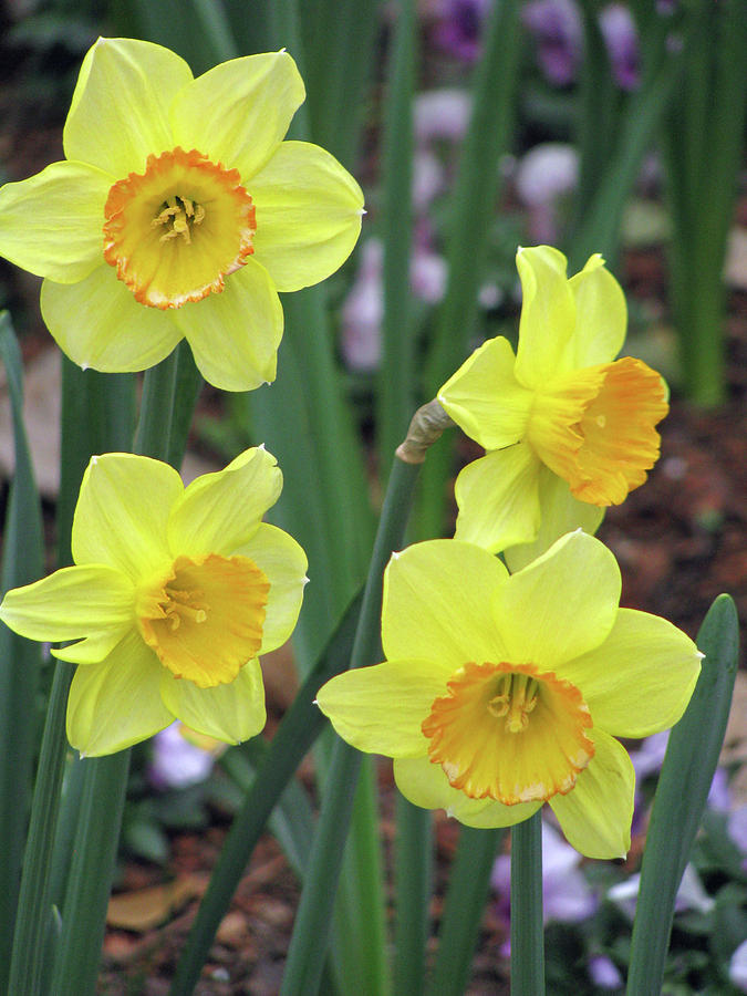 Dallas Daffodils 26 Photograph by Pamela Critchlow