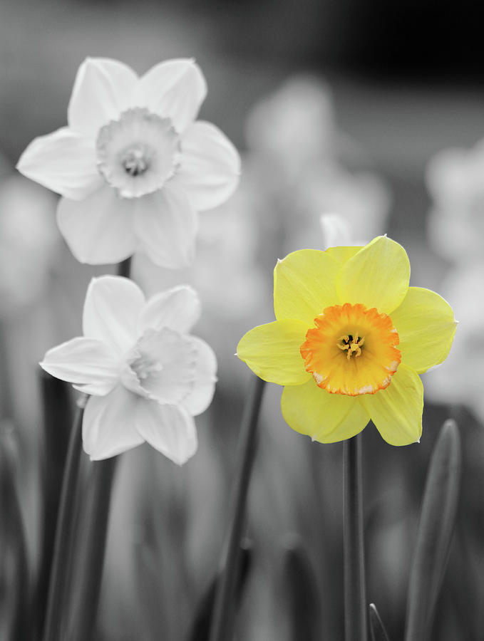 Dallas Daffodils 31 Photograph by Pamela Critchlow