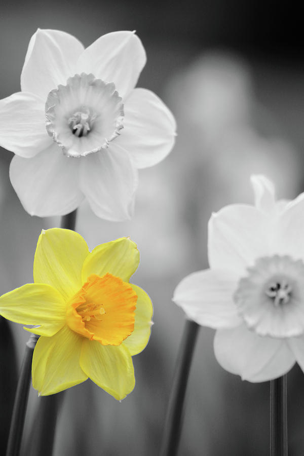 Dallas Daffodils 32 Photograph by Pamela Critchlow