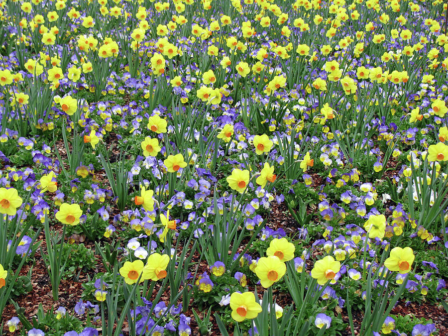 Dallas Daffodils 34 Photograph by Pamela Critchlow