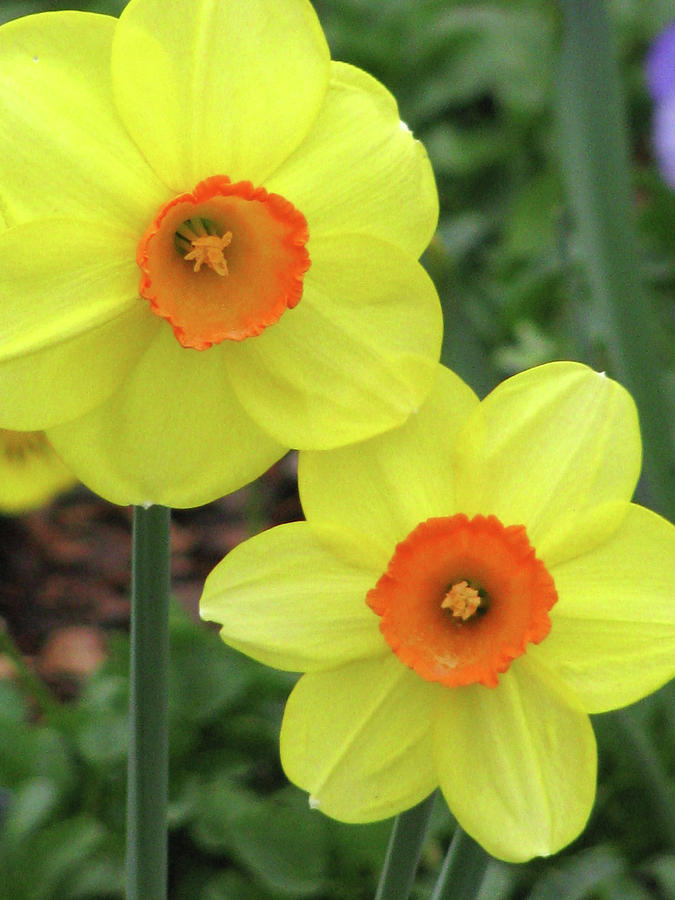 Dallas Daffodils 35 Photograph by Pamela Critchlow
