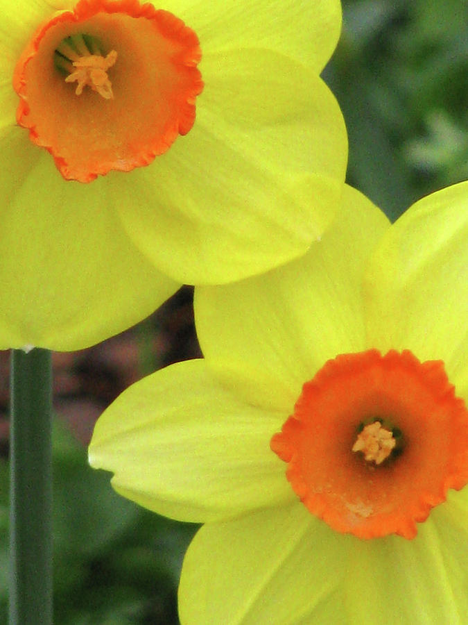 Dallas Daffodils 36 Photograph by Pamela Critchlow