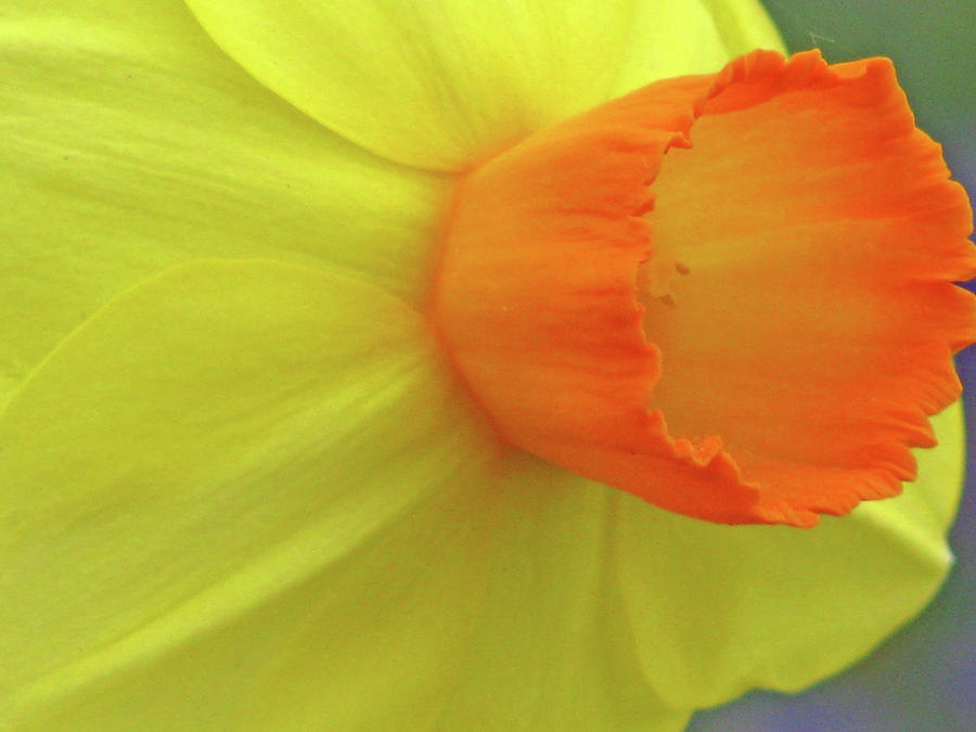 Dallas Daffodils 39 Photograph by Pamela Critchlow