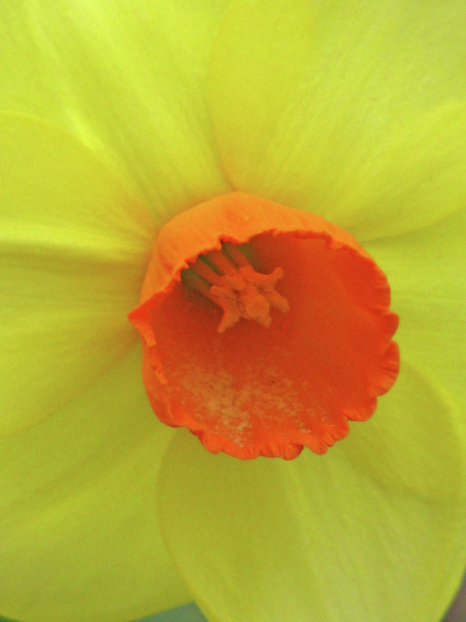 Dallas Daffodils 40 Photograph by Pamela Critchlow