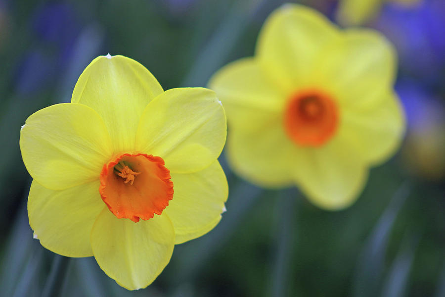 Dallas Daffodils 42 Photograph by Pamela Critchlow