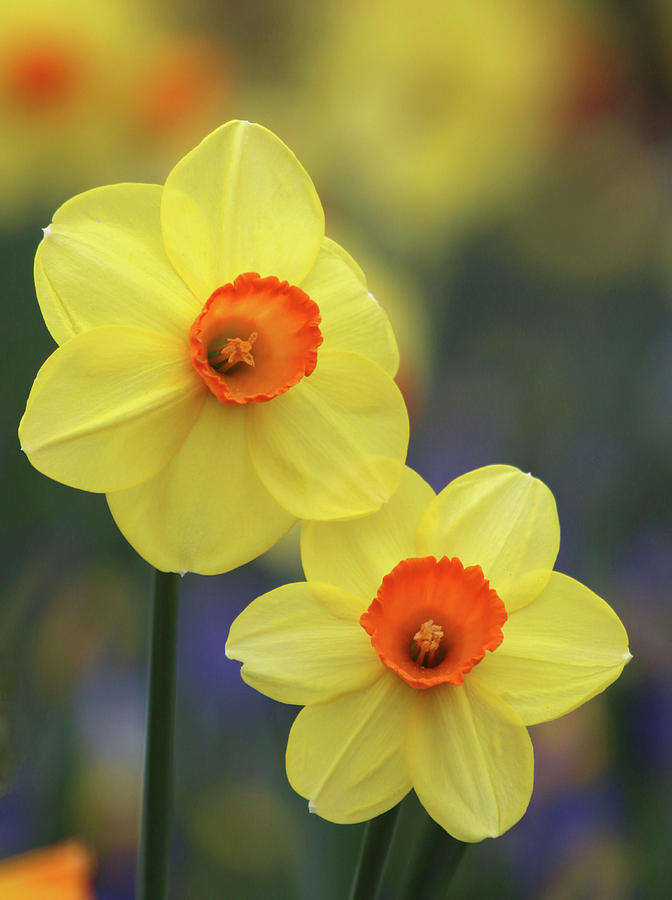 Dallas Daffodils 43 Photograph by Pamela Critchlow