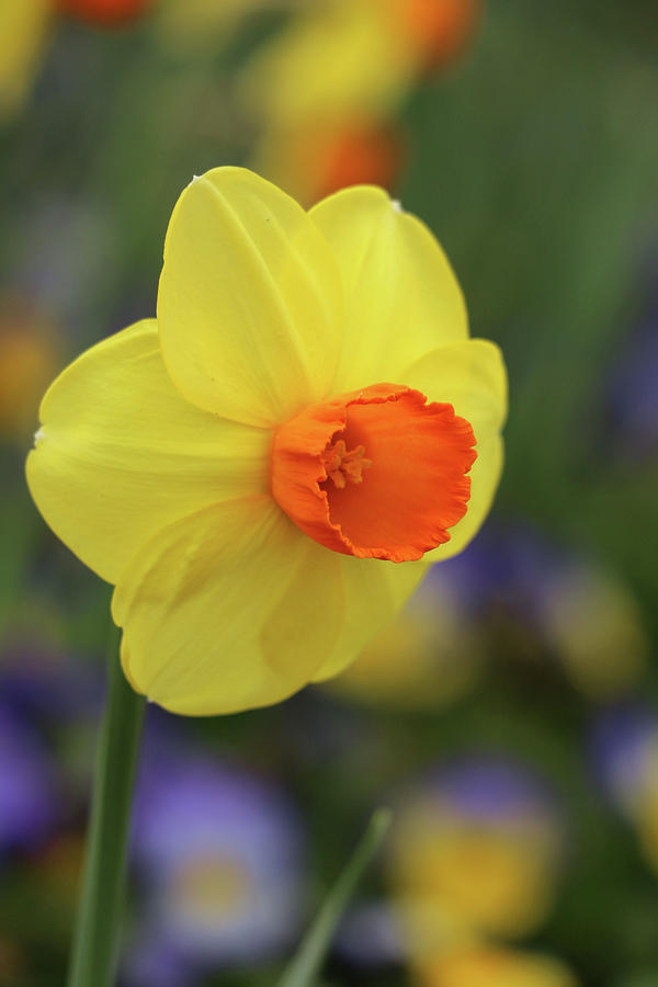 Dallas Daffodils 46 Photograph by Pamela Critchlow