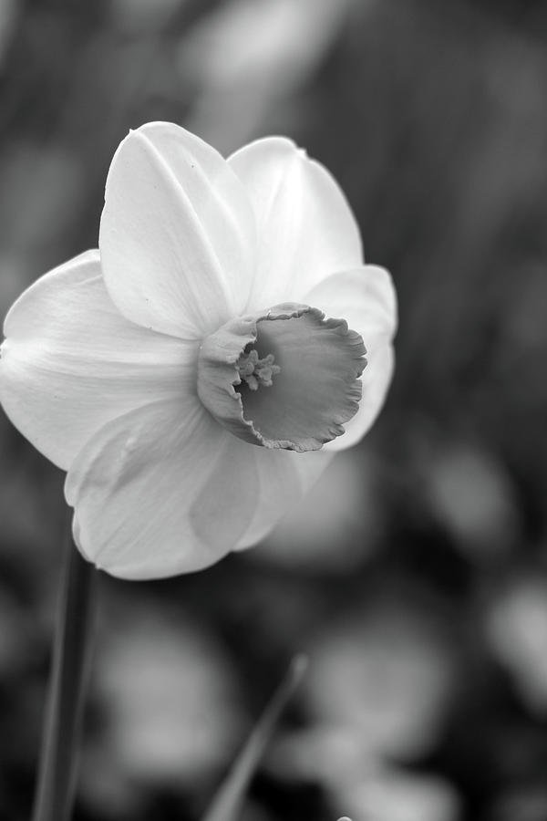 Dallas Daffodils 47 Photograph by Pamela Critchlow