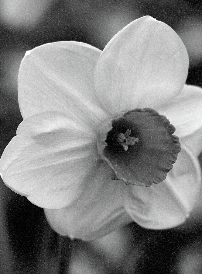 Dallas Daffodils 48 Photograph by Pamela Critchlow