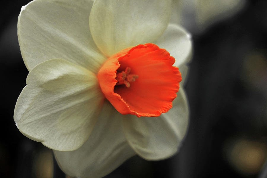 Dallas Daffodils 49 Photograph by Pamela Critchlow