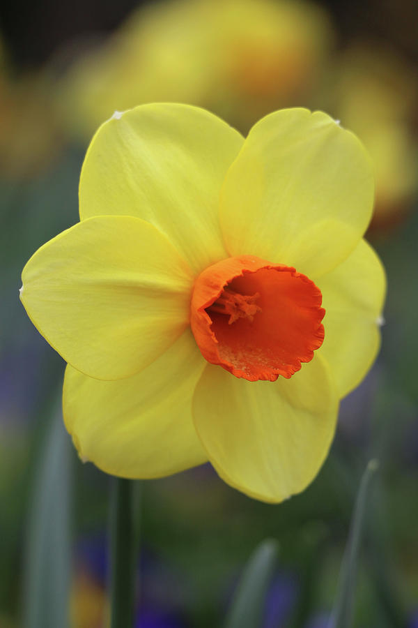 Dallas Daffodils 51 Photograph by Pamela Critchlow