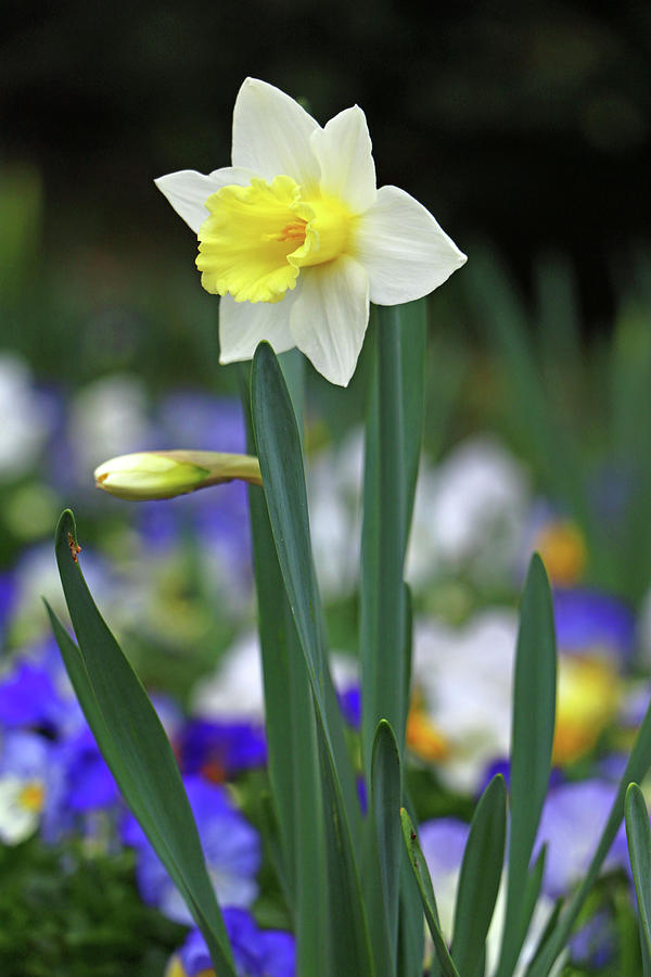 Dallas Daffodils 52 Photograph by Pamela Critchlow