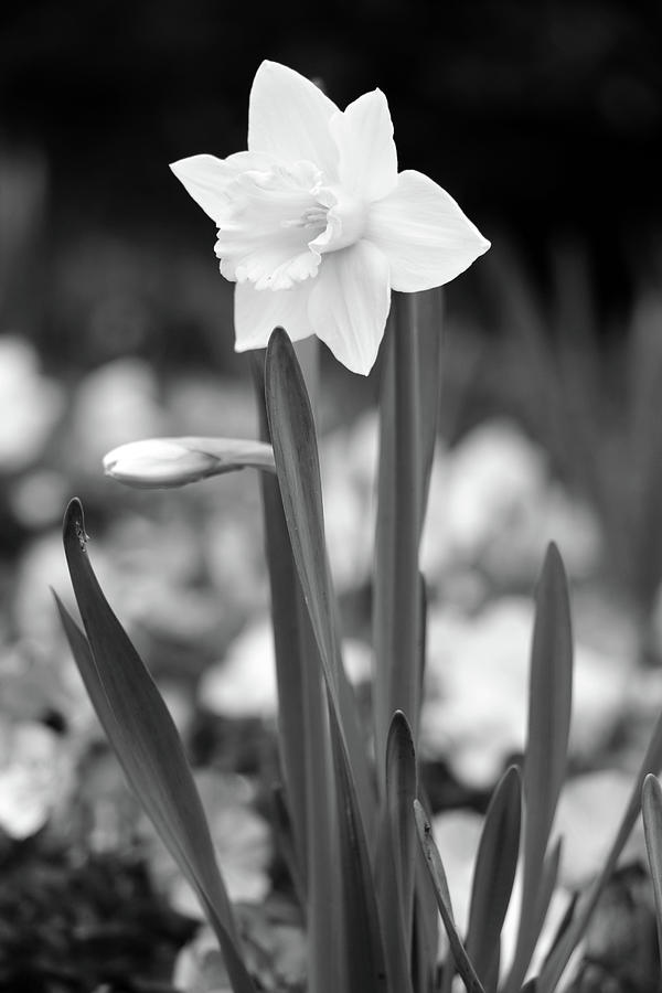 Dallas Daffodils 53 Photograph by Pamela Critchlow