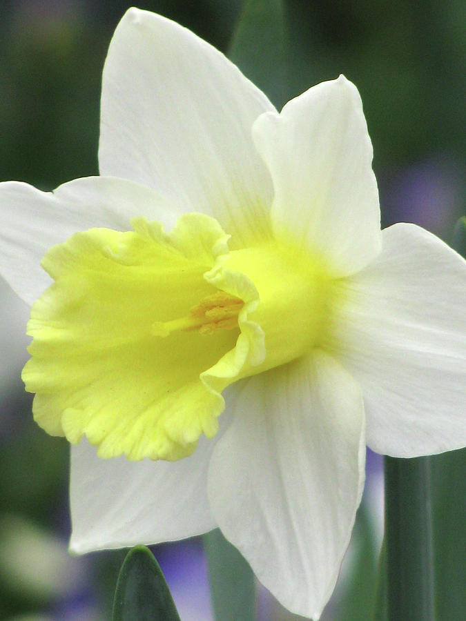Dallas Daffodils 55 Photograph by Pamela Critchlow